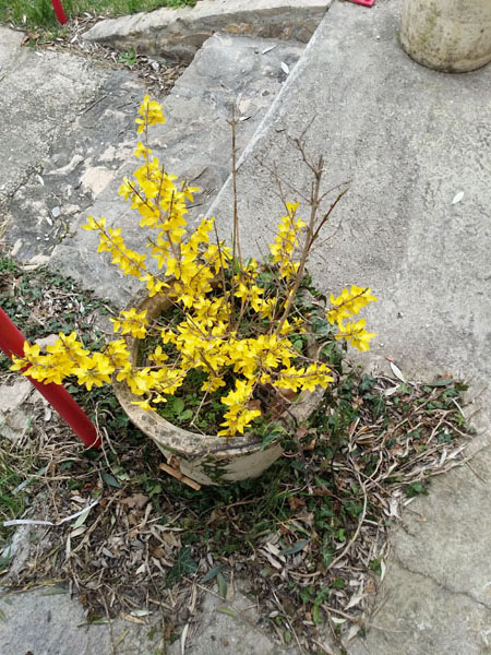 forsythia sur la terrasse